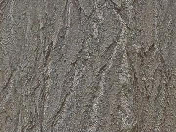 bark texture (ID:ffacg34261)