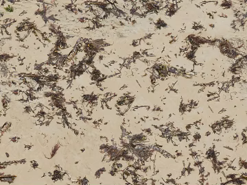 Beach Beach texture (ID:ffaaf0025)