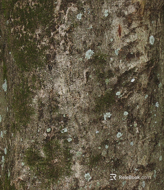 bark texture