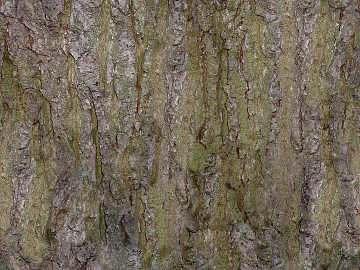 bark texture (ID:ffaag72678)
