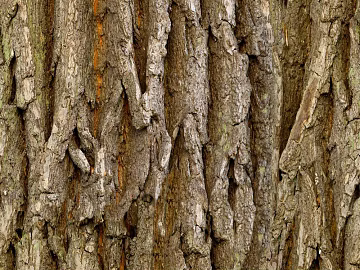 bark texture (ID:ffach432526)
