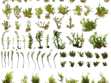 Plants texture (ID:ffaeg94661)