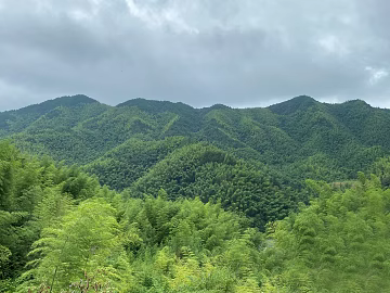 Wild Scenery texture (ID:ffabf0302)