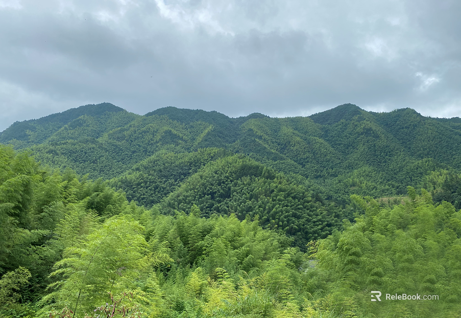Wild Scenery texture