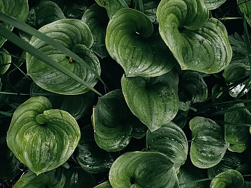 leaves texture (ID:ffagg98375)