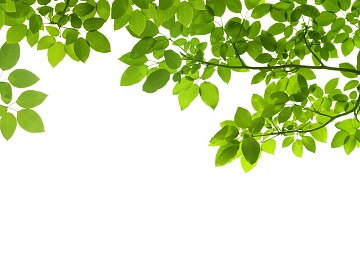 leaves texture (ID:ffaeg04802)