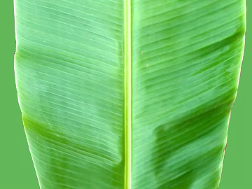 leaves texture (ID:ffagg54335)
