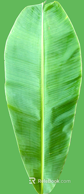 leaves texture