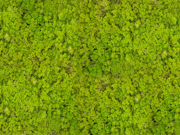 moss texture (ID:ffajf6976)