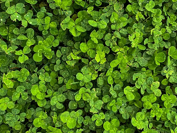 Plants texture (ID:ffagg18045)