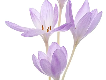 Flowers texture (ID:ffach508641)