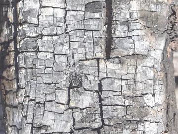 Charcoal roasted mahogany texture (ID:ffabf9557)