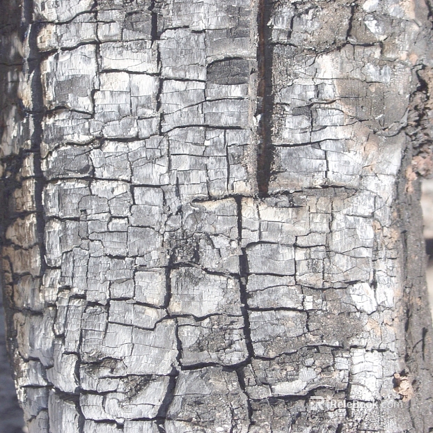 Charcoal roasted mahogany texture