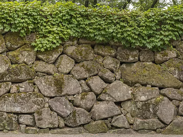 Green Planting on Cultural Stone Wall texture (ID:ffagg16606)