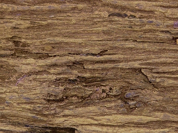 bark texture (ID:ffagf7771)