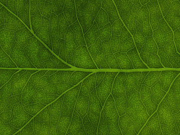 leaves texture (ID:ffaaf0309)