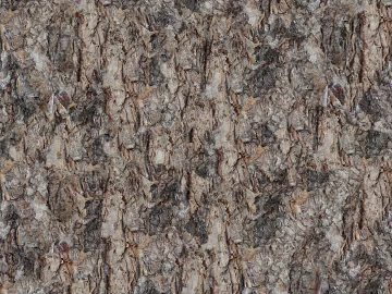 bark texture (ID:ffaeg11505)