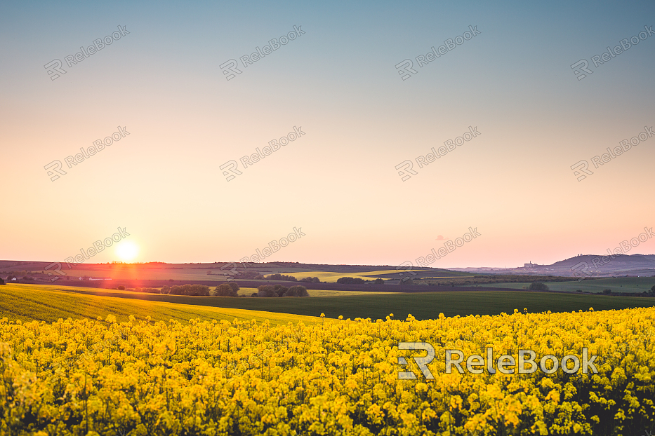 A vast, wild landscape unfolds, dominated by lush, dense forests that stretch to the horizon. Towering trees, their canopies forming a verdant ceiling, contrast with the rugged earth below, dotted with rocks and fallen logs, all bathed in a soft, diffused light.