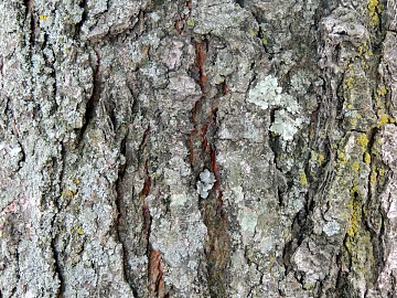 bark texture (ID:ffaag42022)