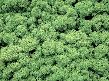 Plants texture (ID:ffaef2727)