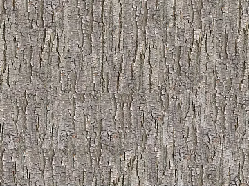 bark texture (ID:ffagg59107)