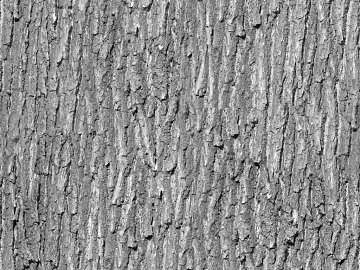 bark texture (ID:ffacg77965)