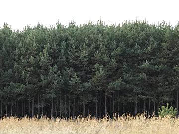 Wild Scenery texture (ID:ffagg78917)