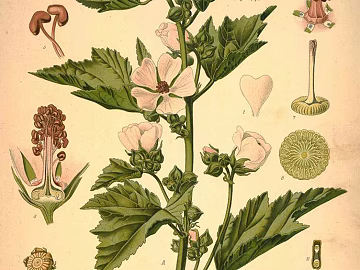 Plant painting texture (ID:ffaaf9745)