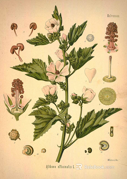 Plant painting texture