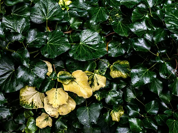 leaves texture (ID:ffabg40542)