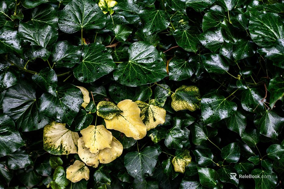 leaves texture