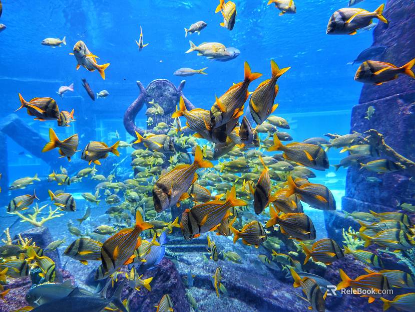 Fish tank texture