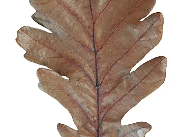 Natural Specimen of Brown and Yellow Dry Leaves texture (ID:ffaeh139639)
