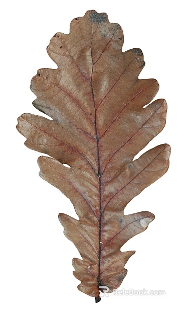 Natural Specimen of Brown and Yellow Dry Leaves texture