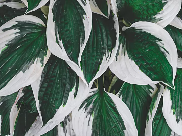 leaves texture (ID:ffagg32288)