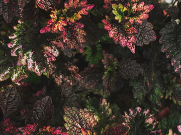 Plant painting texture (ID:ffaeg01027)