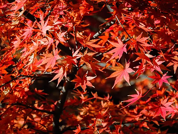 maple leaf texture (ID:ffagg26858)