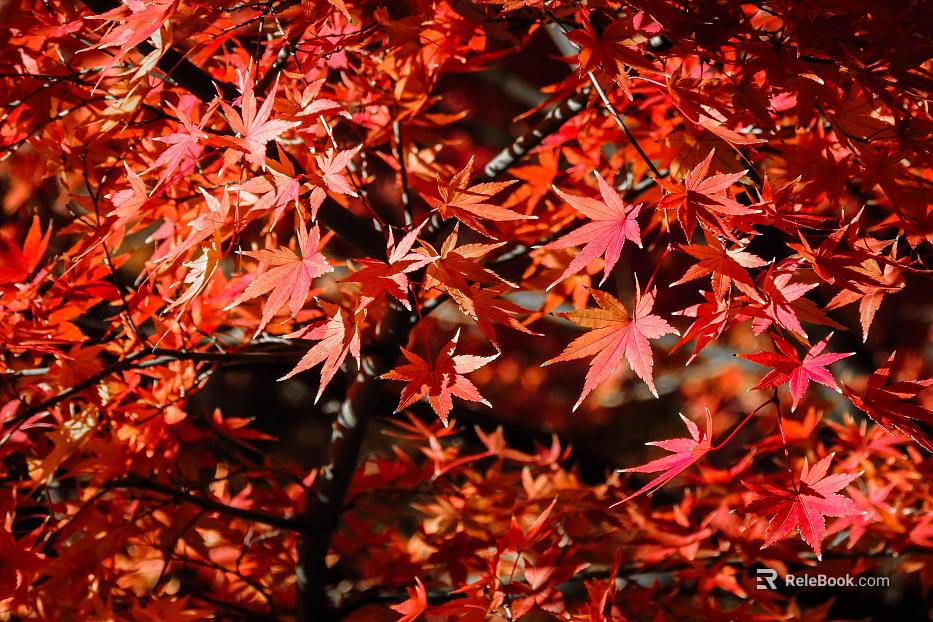 maple leaf texture