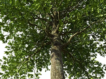 Dark Brown Trunk Outdoor Tree Map texture (ID:ffaeh787586)