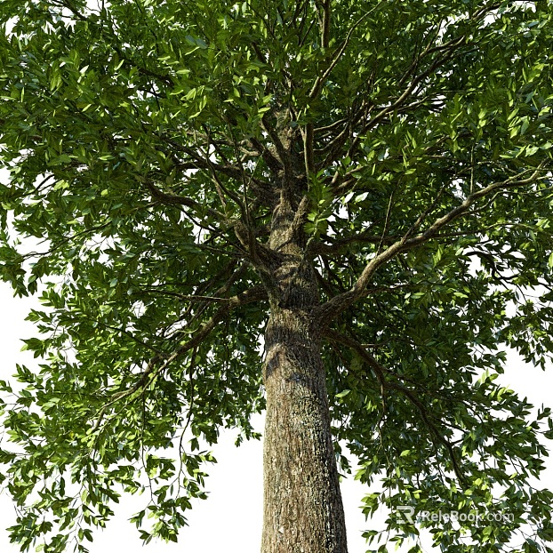 Dark Brown Trunk Outdoor Tree Map texture