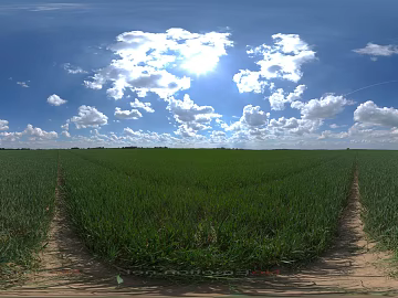 Field texture (ID:ffabg60981)