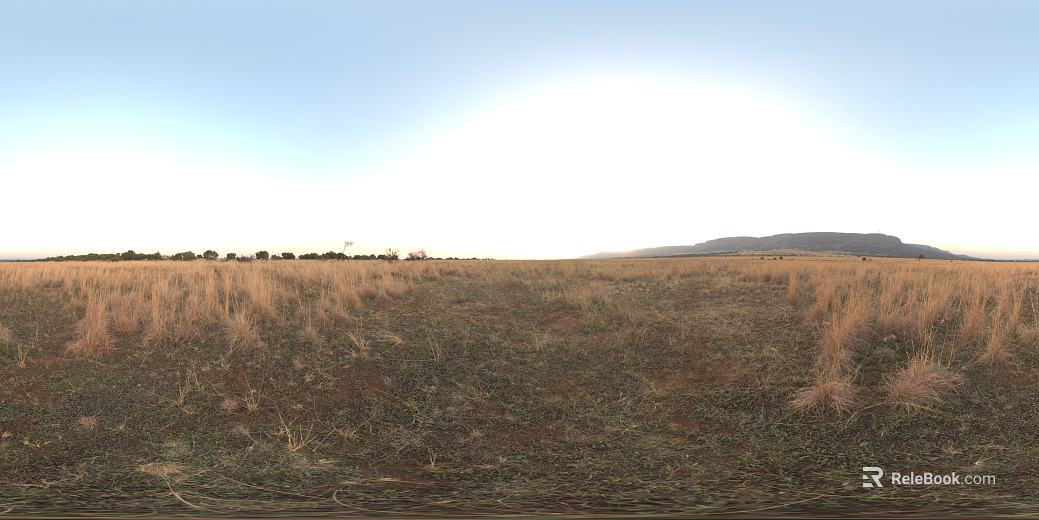 Outdoor Wild Grass Garden Sunny Day texture