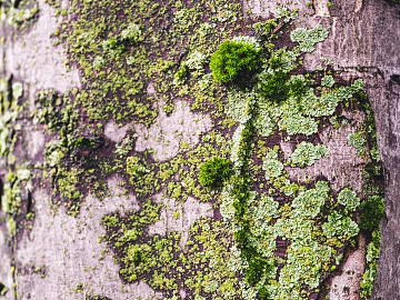 moss texture (ID:ffagg97380)