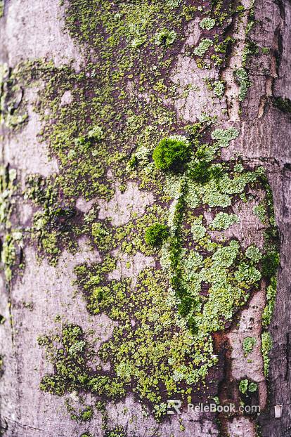 moss texture