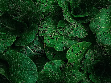leaves 3d model