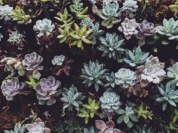 succulents texture (ID:ffagg08435)