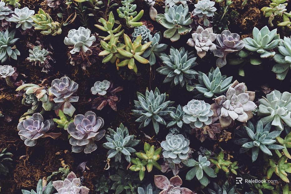 succulents texture