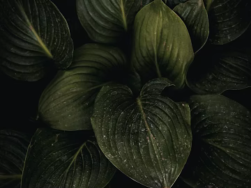 leaves texture (ID:ffagg55475)