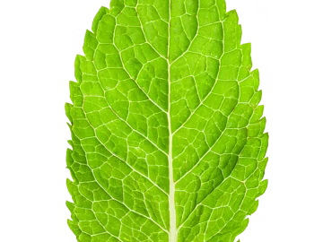 leaves texture (ID:ffacg36285)