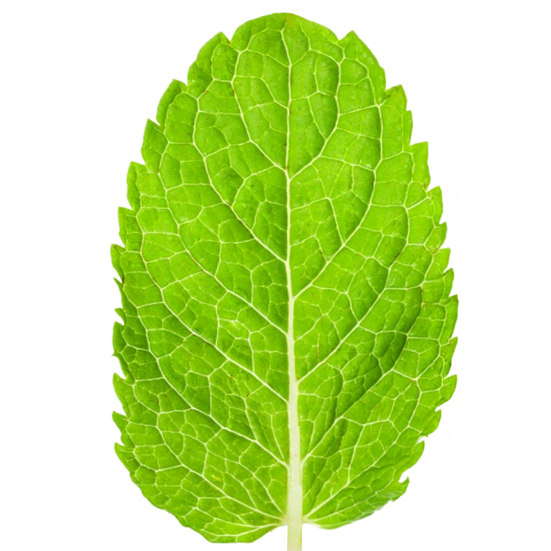 leaves texture